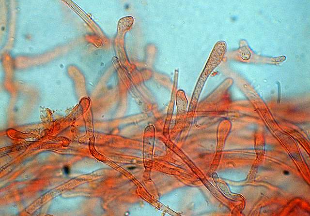 Camarophyllopsis atrovelutina  (Romagn.)  Argaud